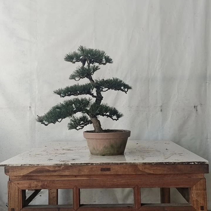 五针松老盆口老桩老