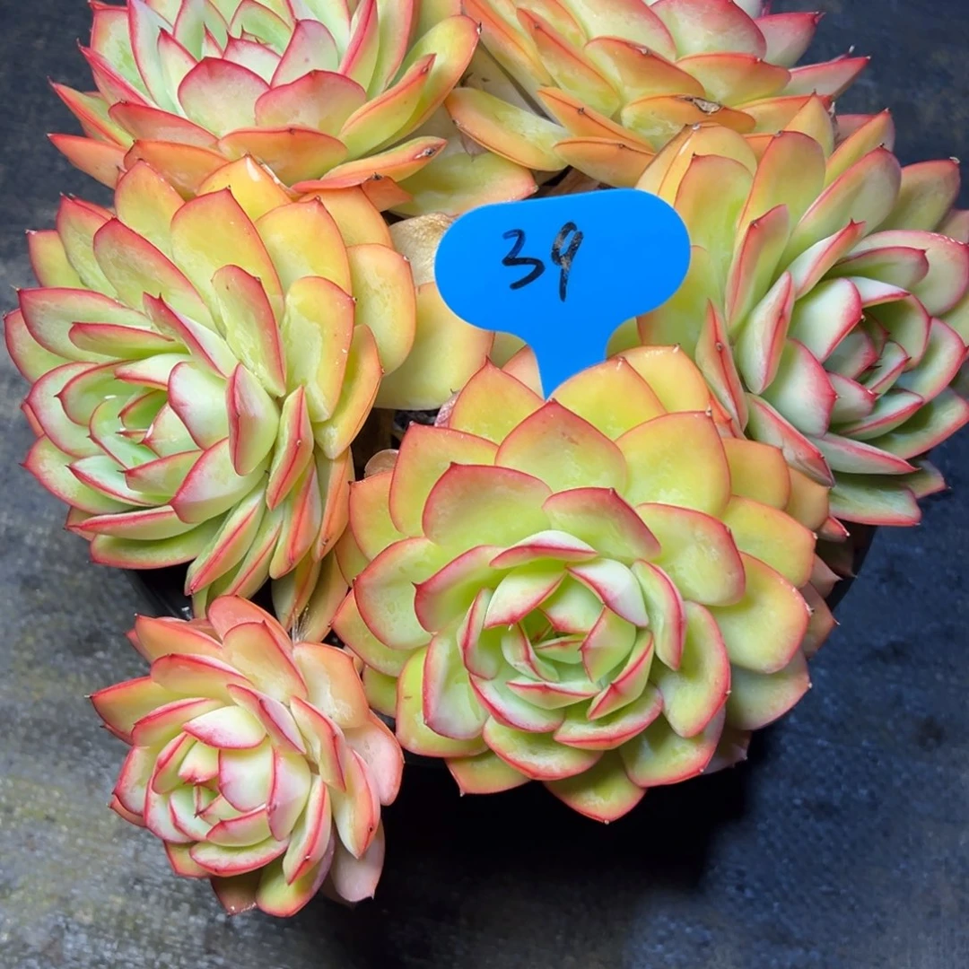 菲***儿39号牡丹亭多肉植物30