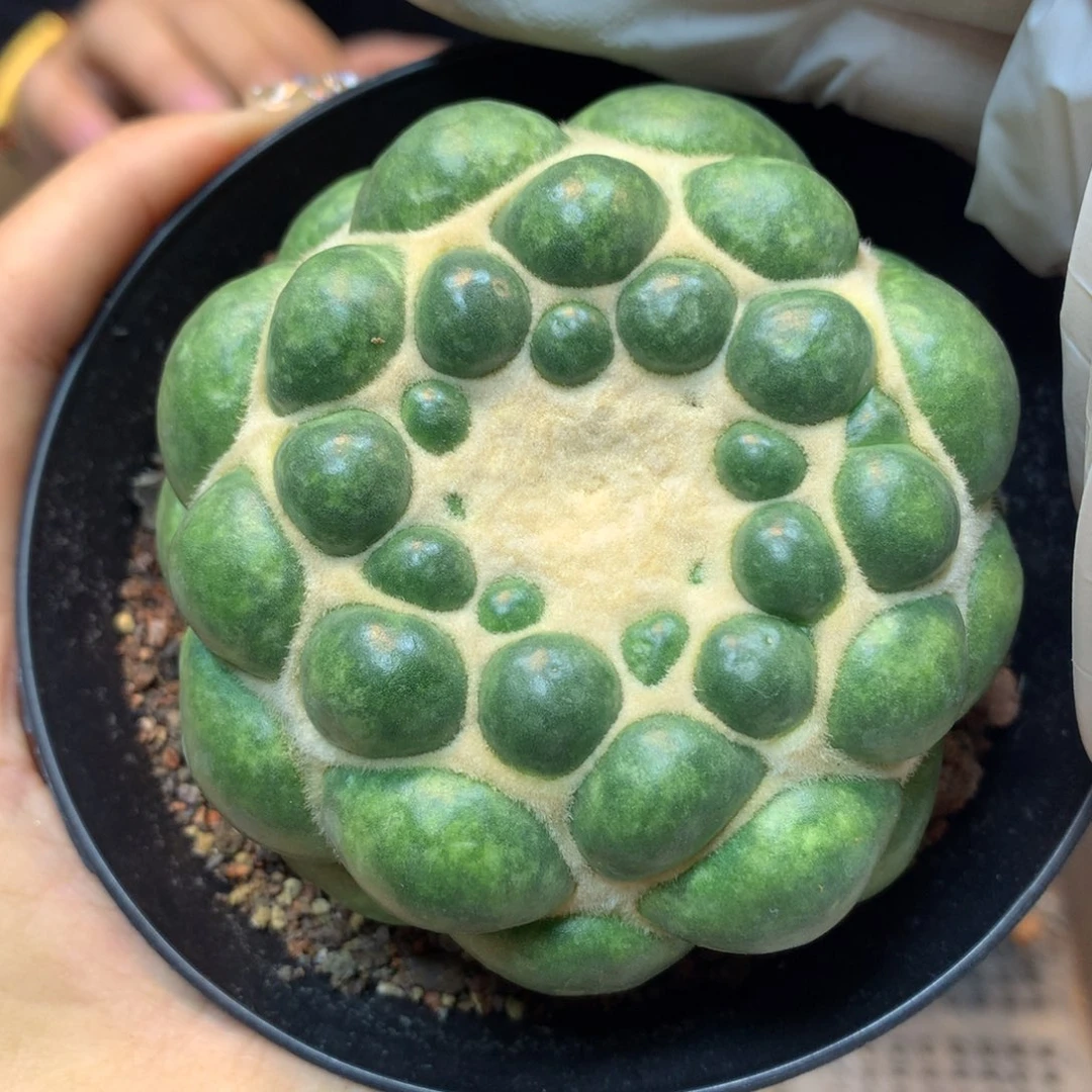 自根 大平尤高绒蜘蛛眼7公分起发