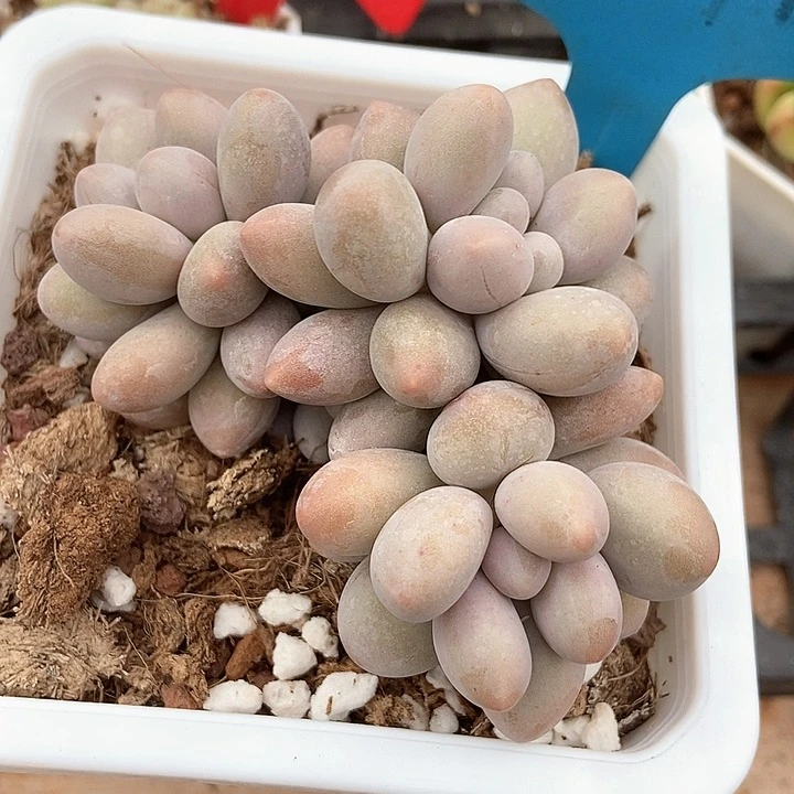 多肉植物粉色恋人a 048