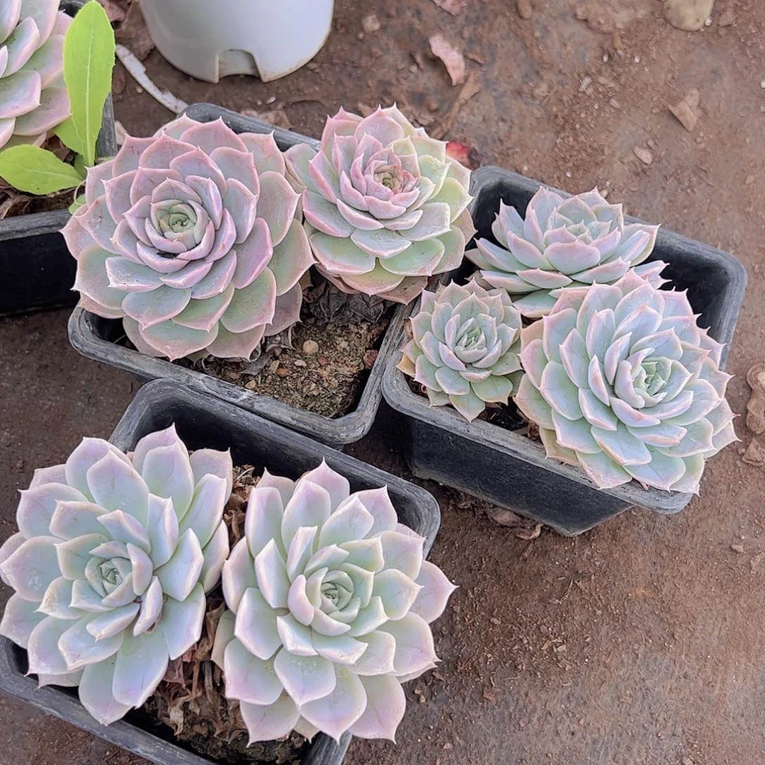 蓝丝绒双头起发精品老桩二盆