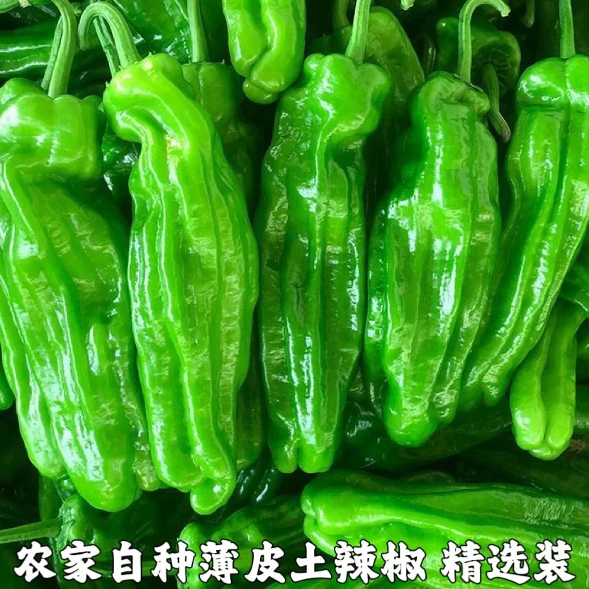 【产地直发】2025年夏季蔬菜虎皮青椒新鲜采摘不辣老人孩子可吃