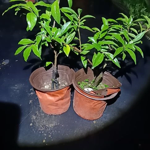 无花朵金弹子盆景园