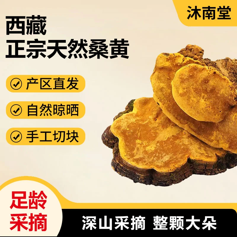 (30)桑黄切块干货营养滋补