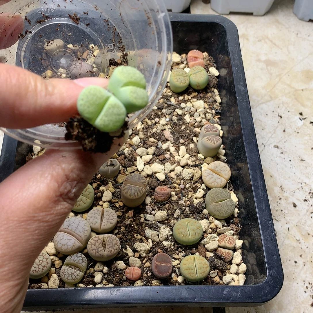 虾*…D226多肉植物保护