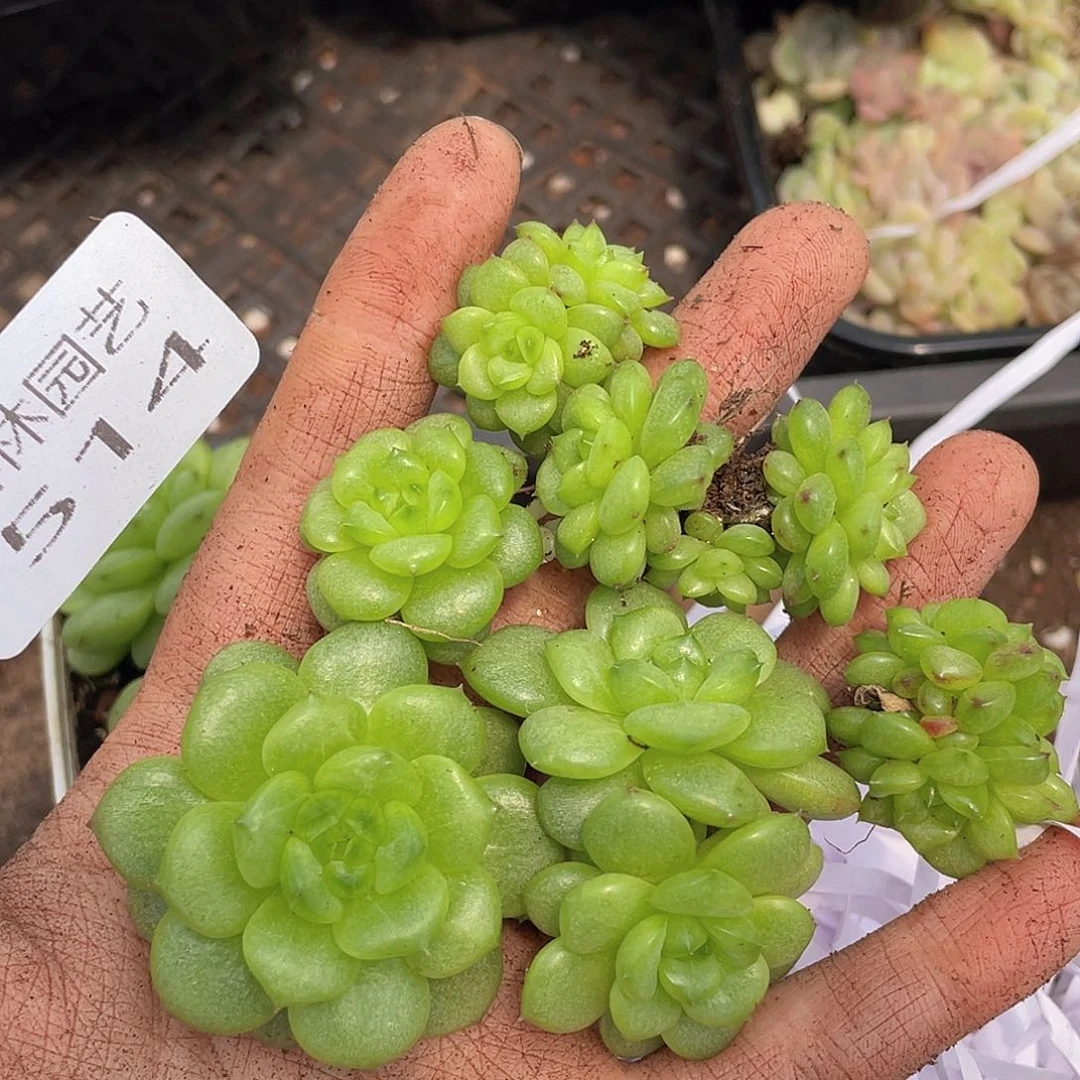 多肉植物多肉植物514