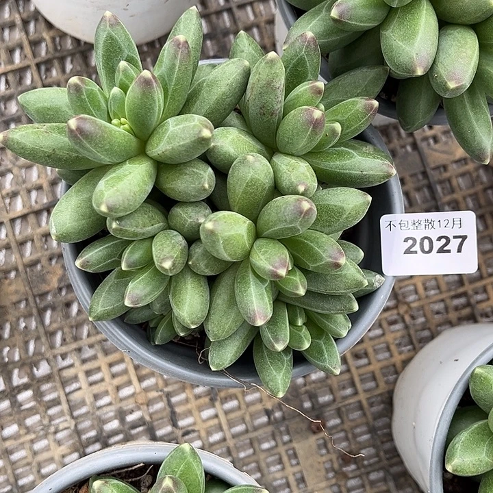 阿雅园艺。      2027千代田