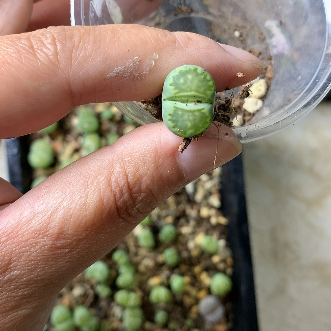 ?****?W52多肉植物保护