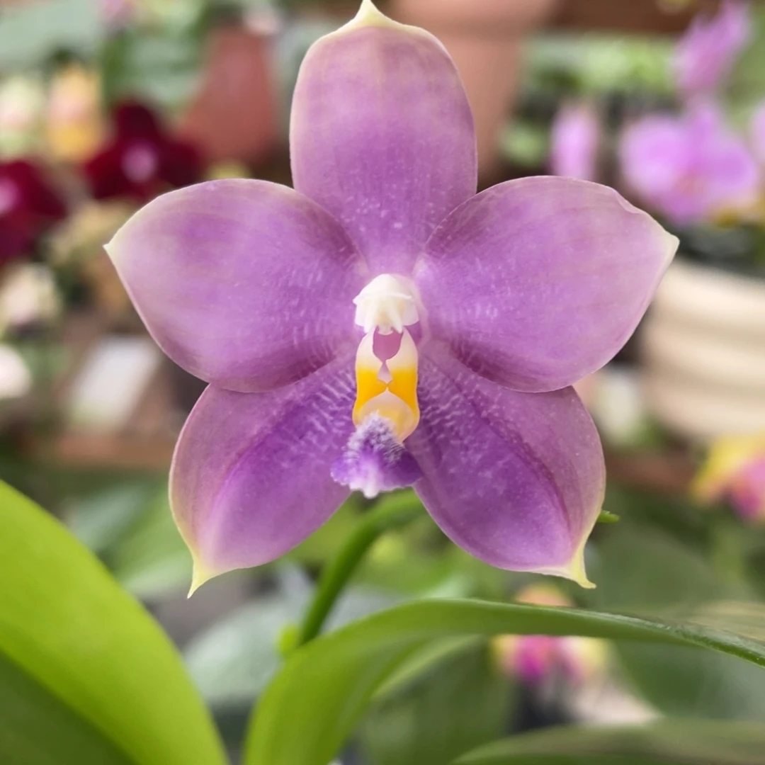 完全开放蓝熊交蓝盾、浓香