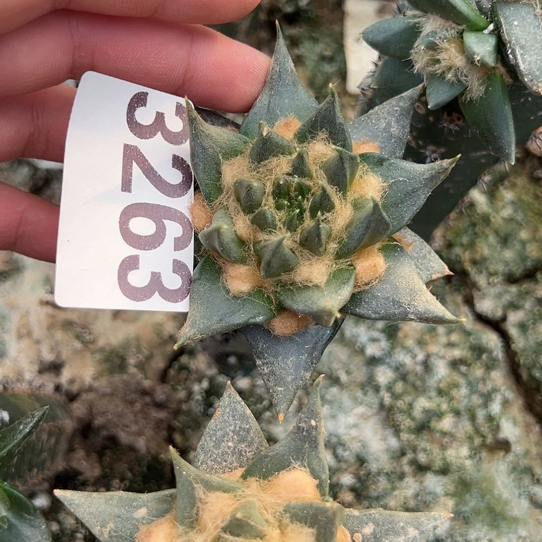 苗接龙牙牡丹仙人球3263号