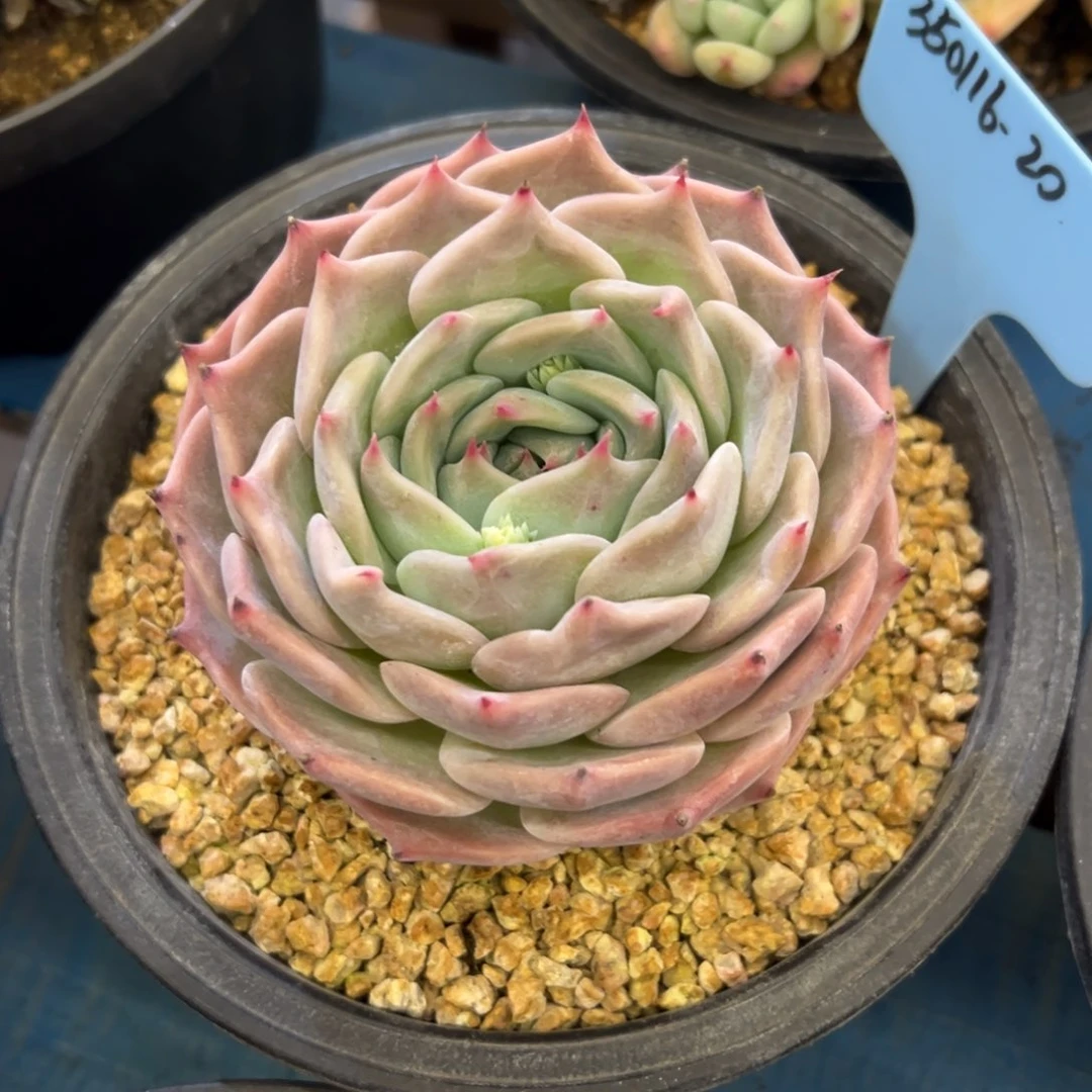 漫**霞350116-20皮卡丘