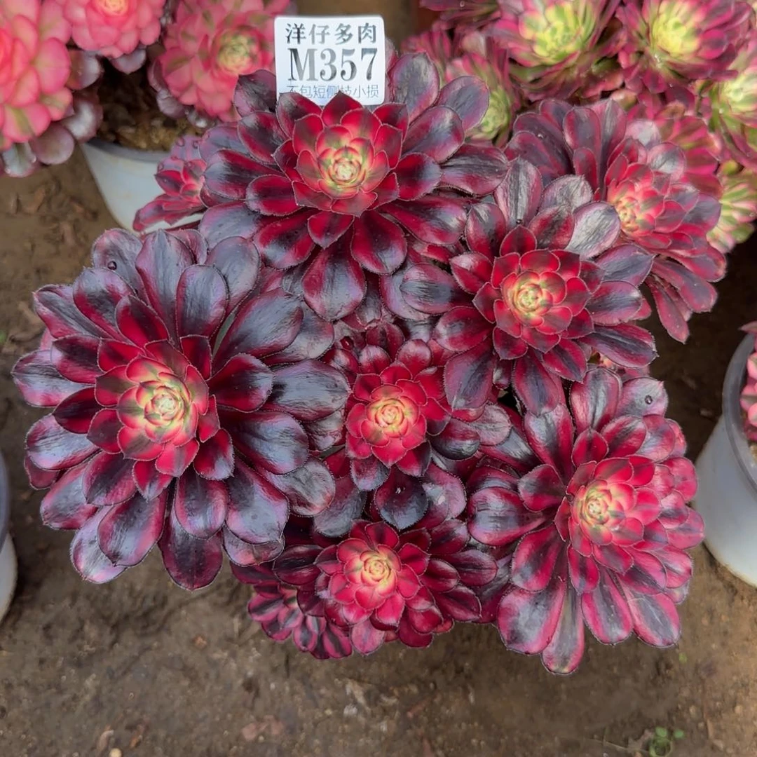 357香耐尔 冠幅25左右