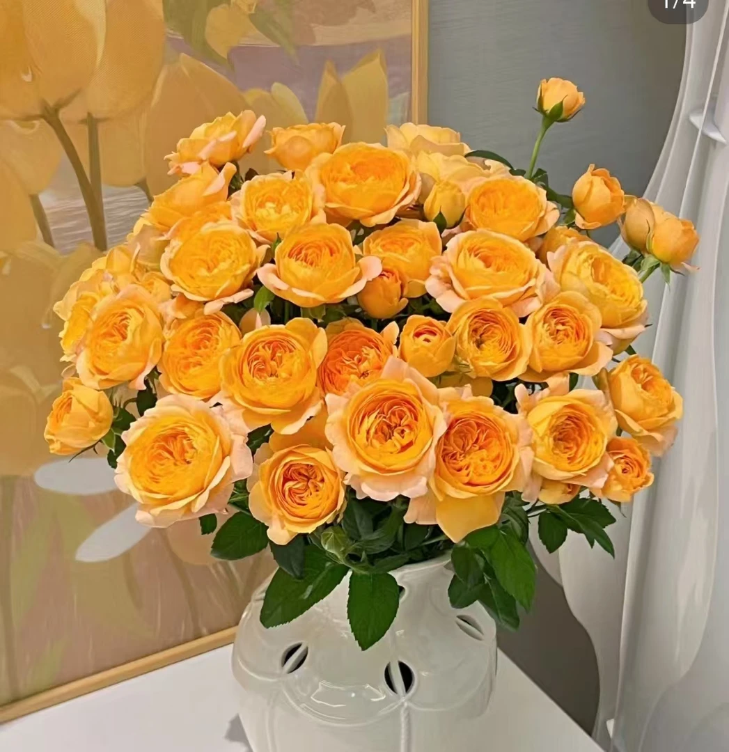 《果汁阳台+直觉果汁》 春季精品露天月季苗耐寒耐热花期长四季开花