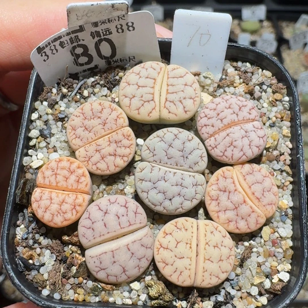 锦***棠zzzzz生石花肉锥80