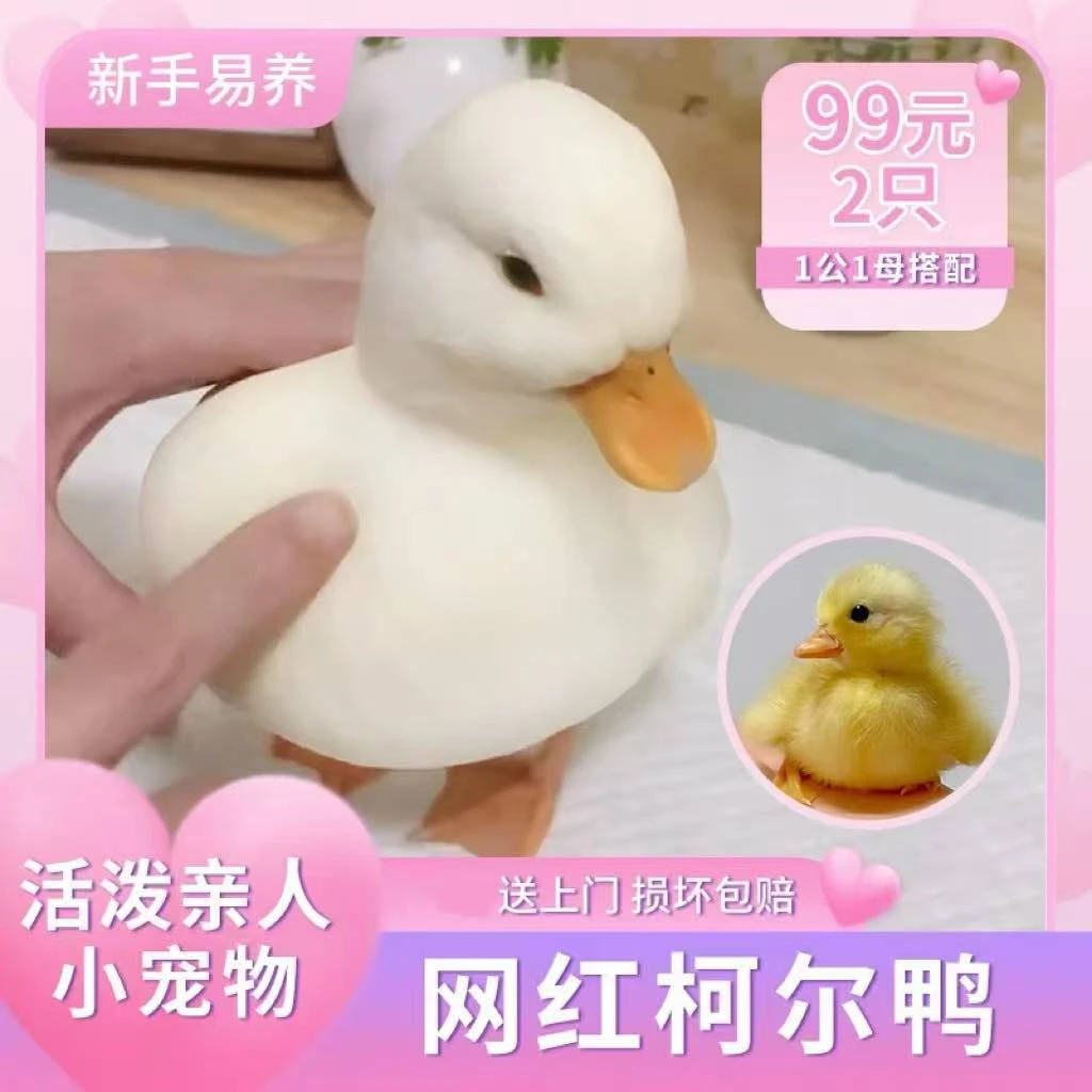 柯尔鸭活宠物网红鸭活苗小黄鸭活的可达鸭活物柯基鸭观赏鸭小幼崽