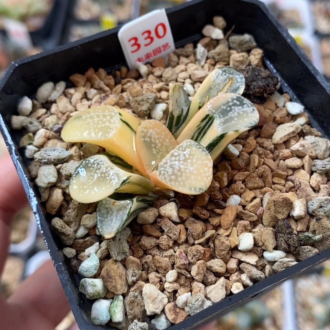 330点点寿锦一物一图