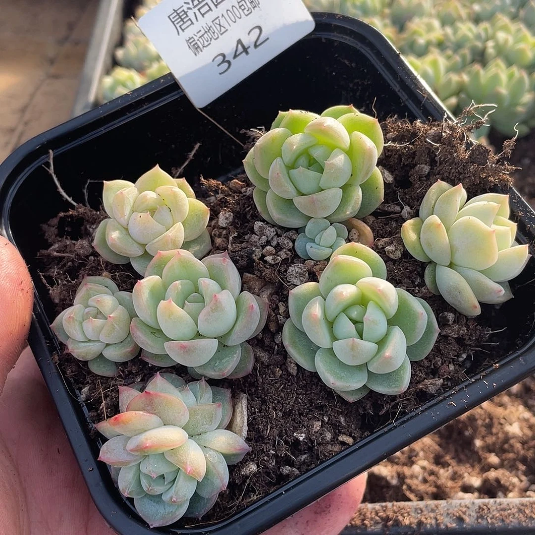 咿***哟LC珍妮一物一拍342