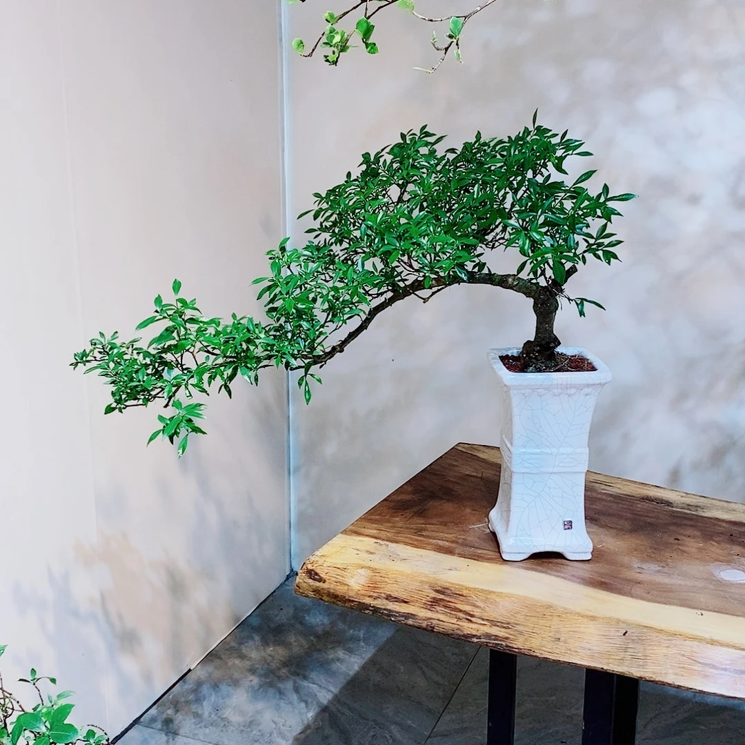 四季揽月一物一拍