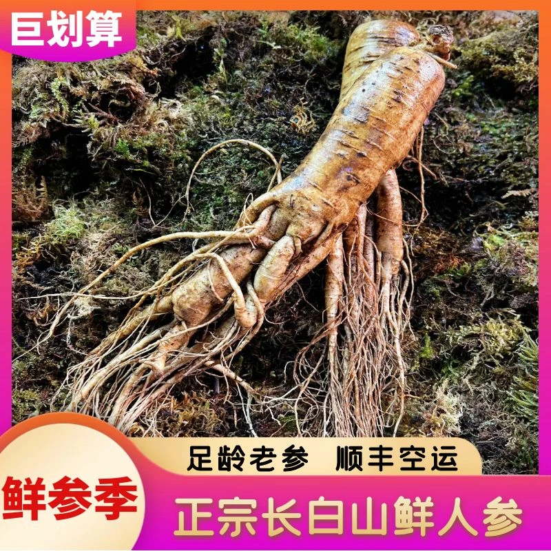 【参丫头】福利残参长白山林下池床鲜人参产地直供顺丰空运