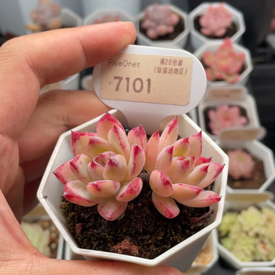 拉糖7101-6.0厘米