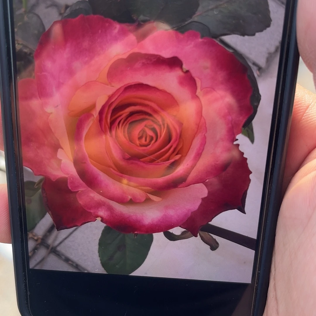 无花朵——梦幻 福利款