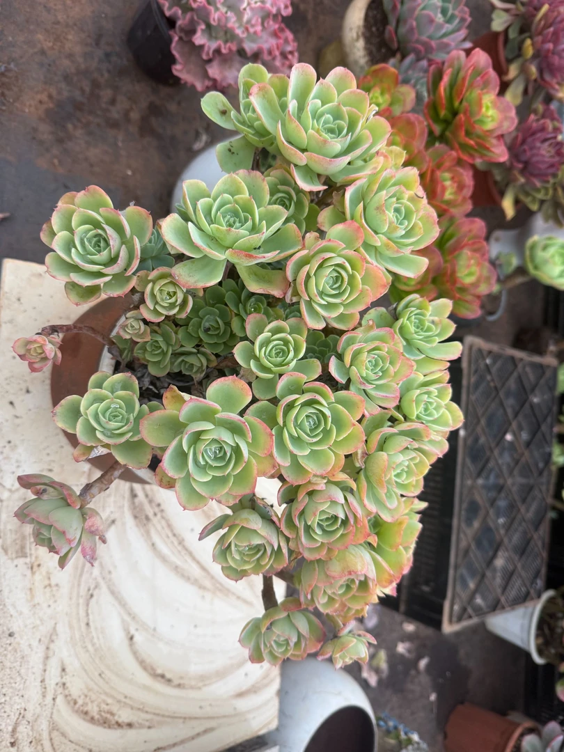 精品多肉 柠檬玫瑰