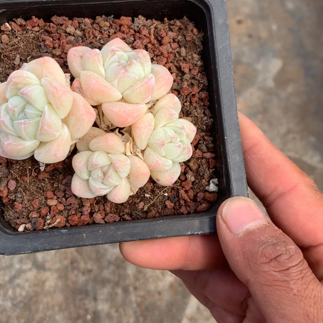 意***喵你说是谁就让我们来
