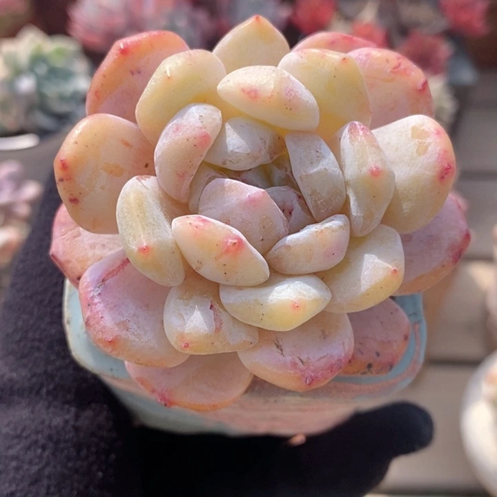 梦露石化 韩货精品