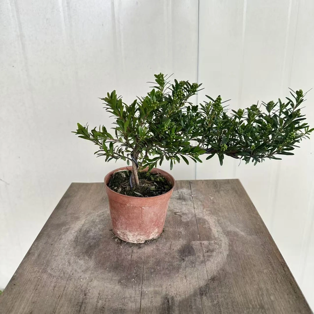 飘枝造型小叶赤楠悬崖临水带花苞四季常青好养绿植盆景盆栽
