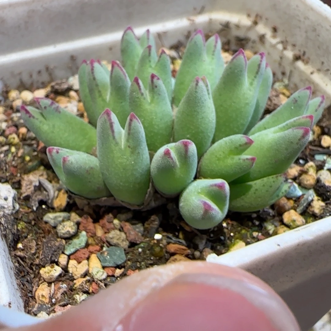 985猪蹄一群多肉植物