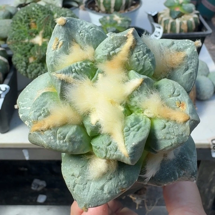 【闪购商品】无花朵龙角龟甲怒059