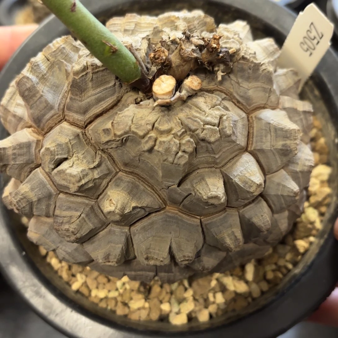 505龟甲龙不退不换