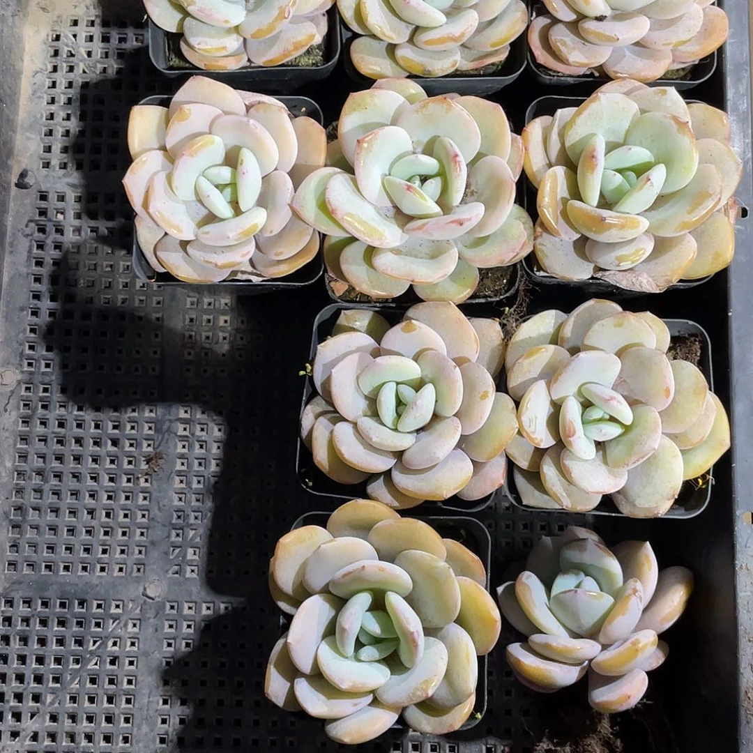 吴*1207667649499464644