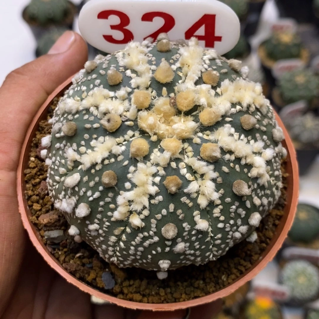 岚***书324福利来了啊哈哈特价