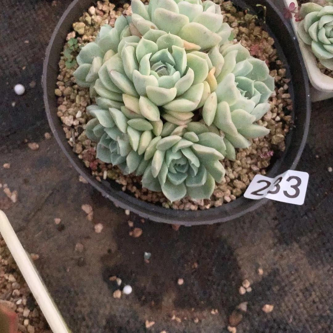 233 一物一拍多肉