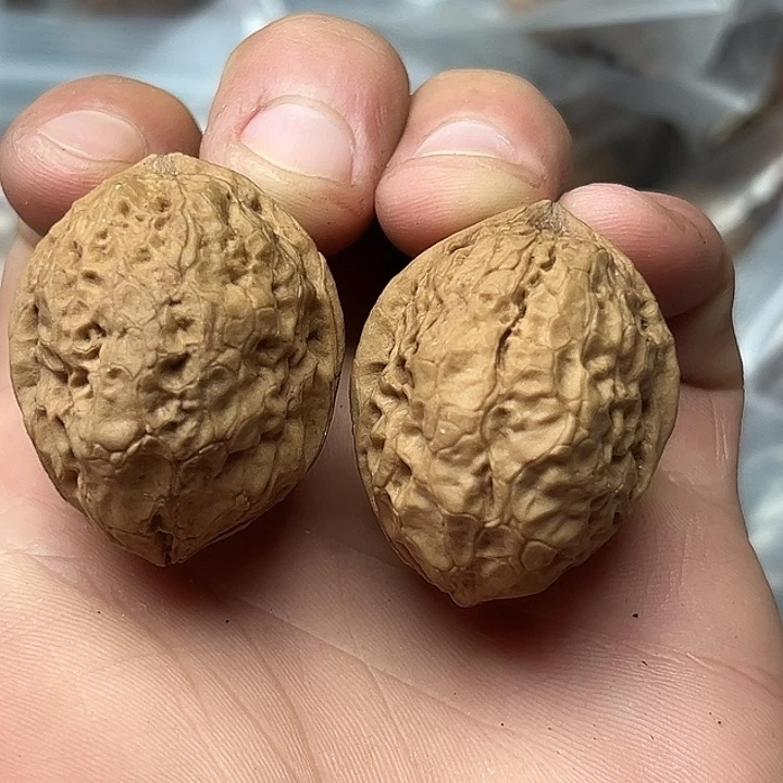 核桃40号飞蟾35尺