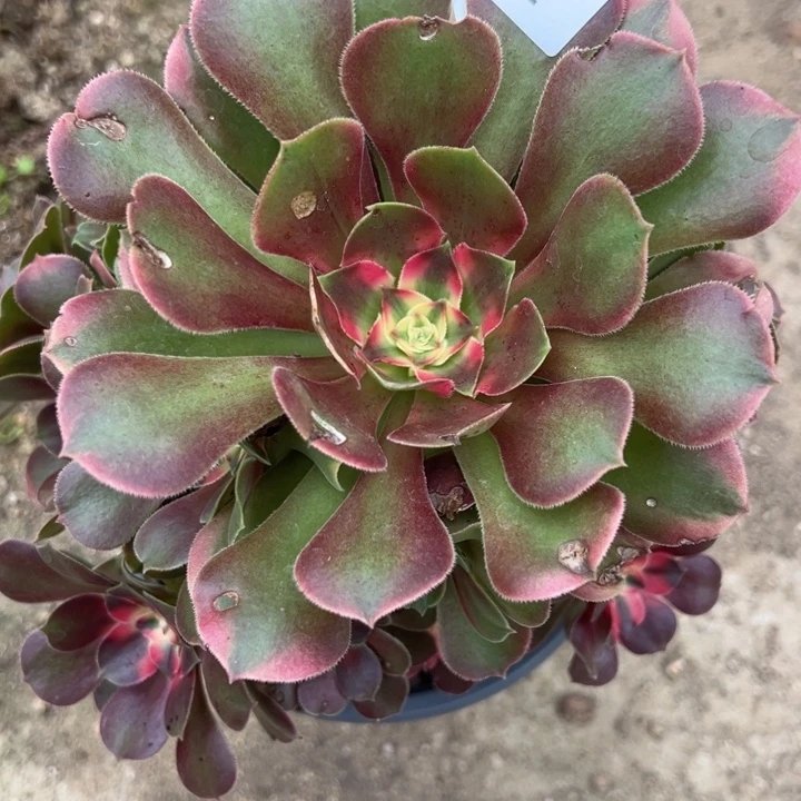 香妃手捧多肉植物282
