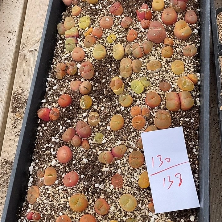 130福利一筐毛汉尼