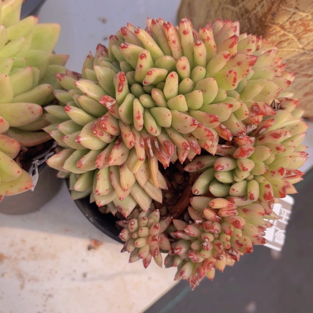 东云杂缀01279多肉植物