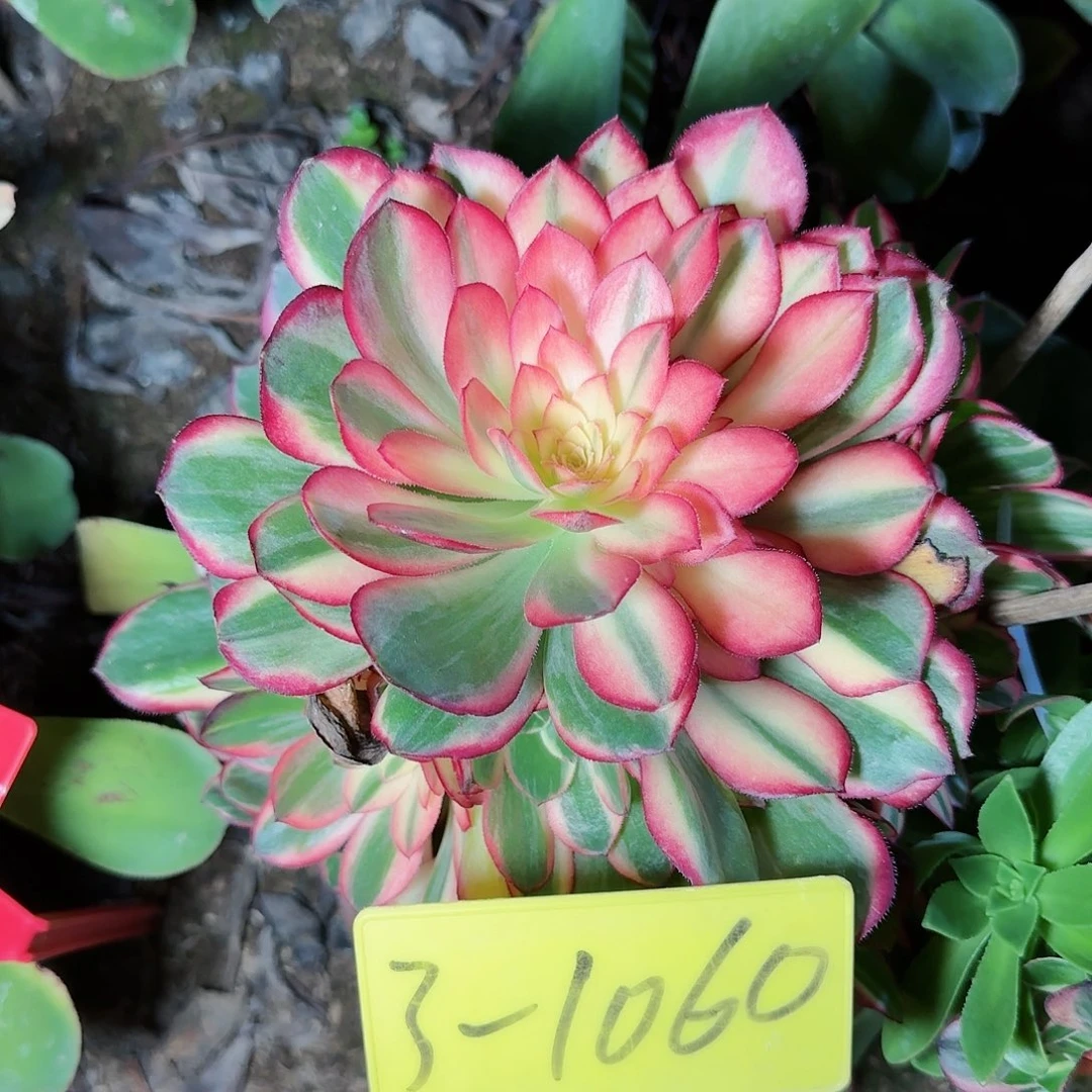 3-1060-+-多头多肉植物