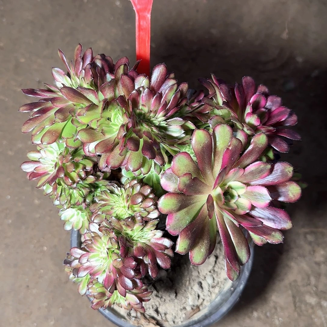 4-833舞天姬缀化多肉