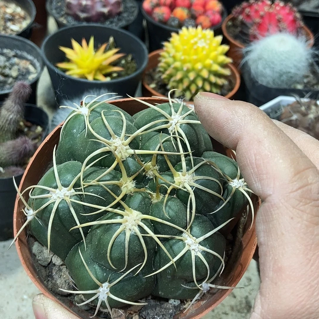 高木海王一物一拍