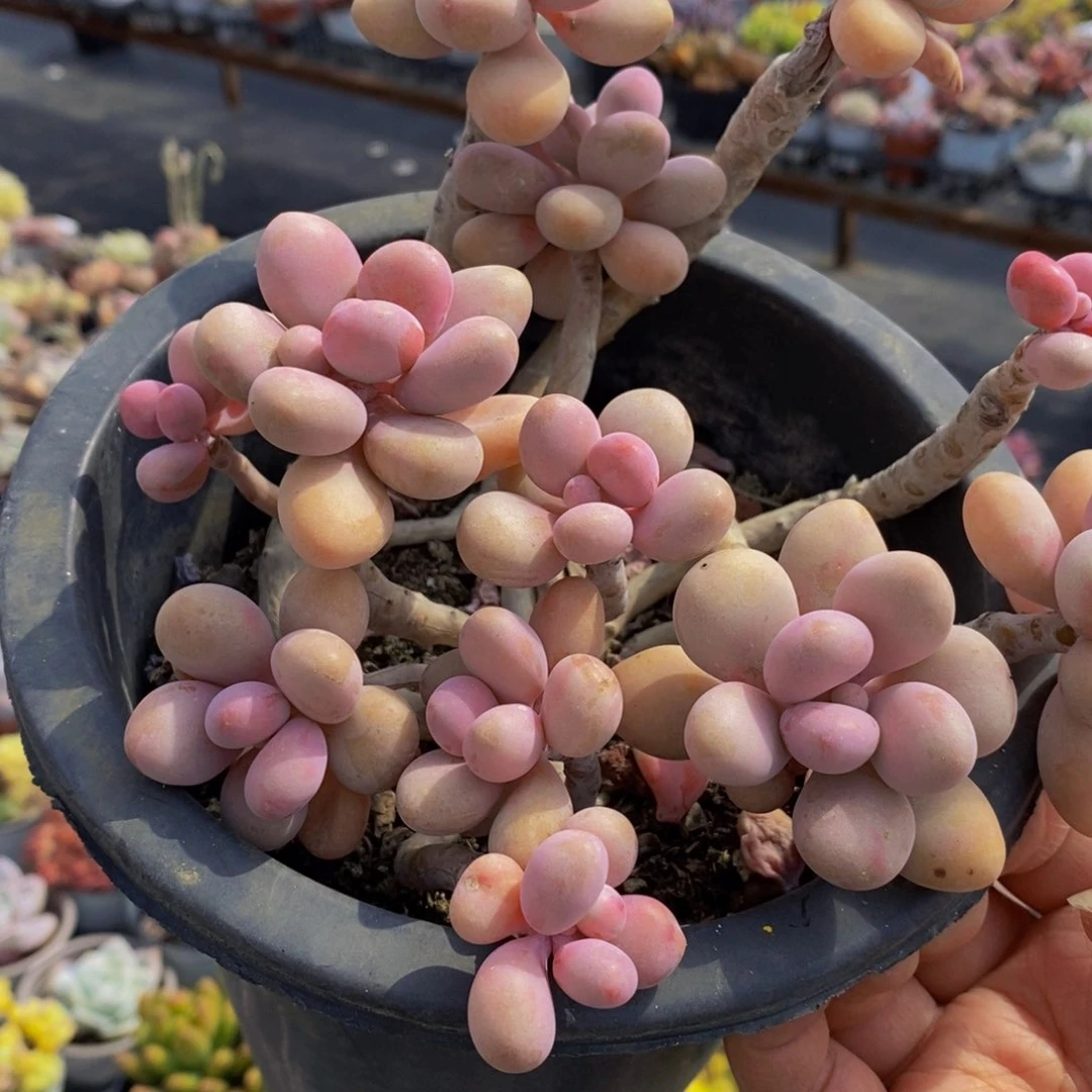 桃蛋整桩160杯多肉