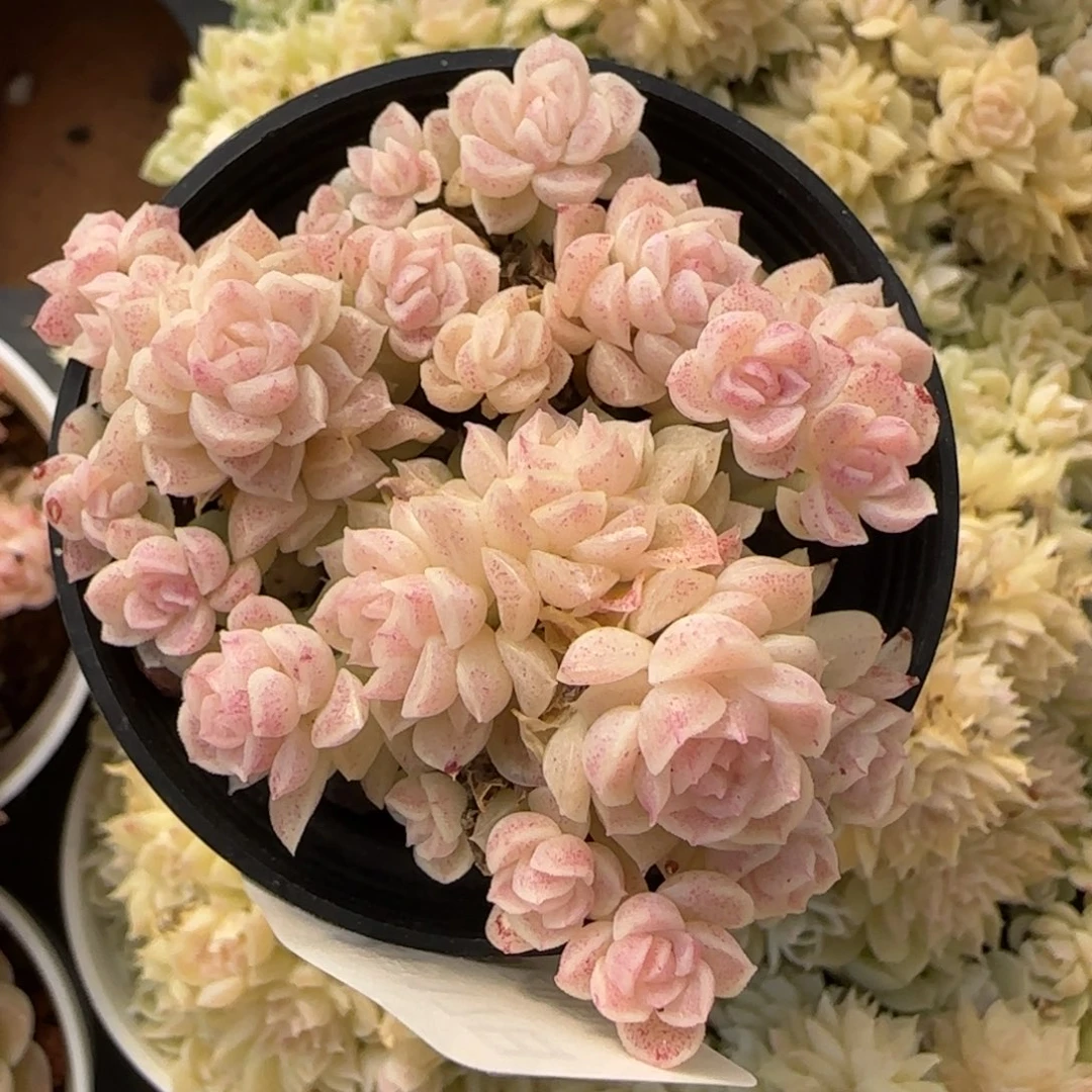 花语逸境0217-517散