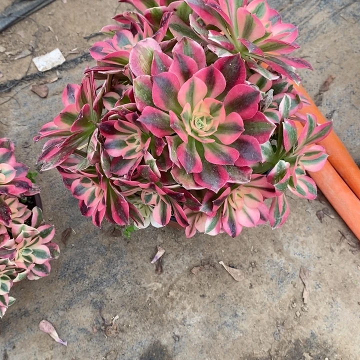 女巫10多肉植物法师法师