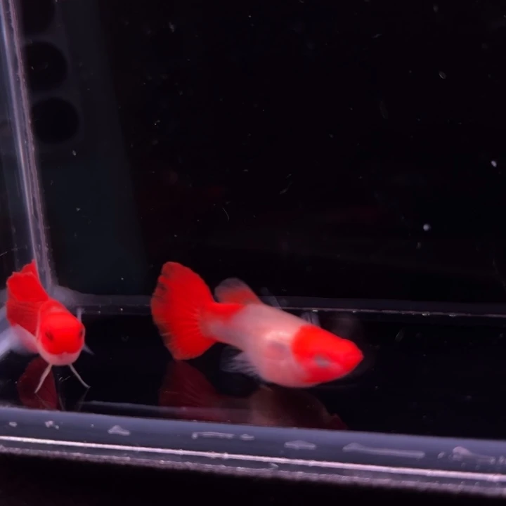 孔雀鱼彩金玻璃猫1对