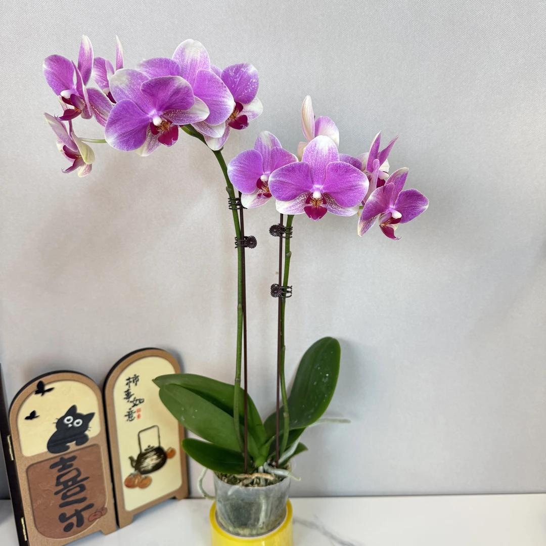 [多彩蜜桃]-精选蝴蝶兰好养耐养带花 稀有室内花卉基地直发送人