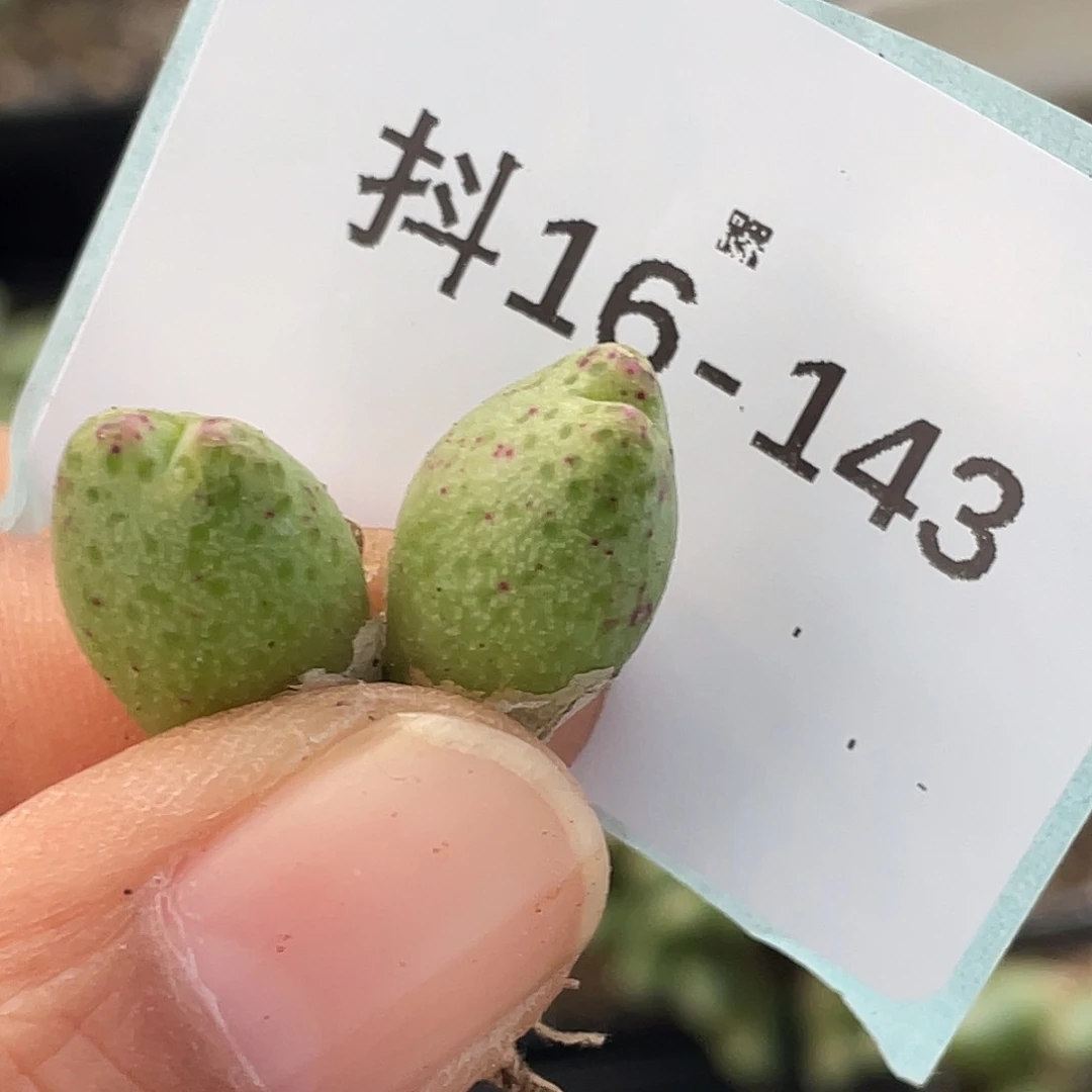 16-143草莓斑马肉锥