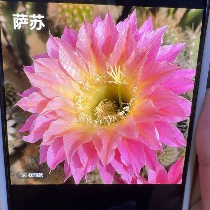 283彩草萨苏歪4公分左右无根侧牙，20包邮