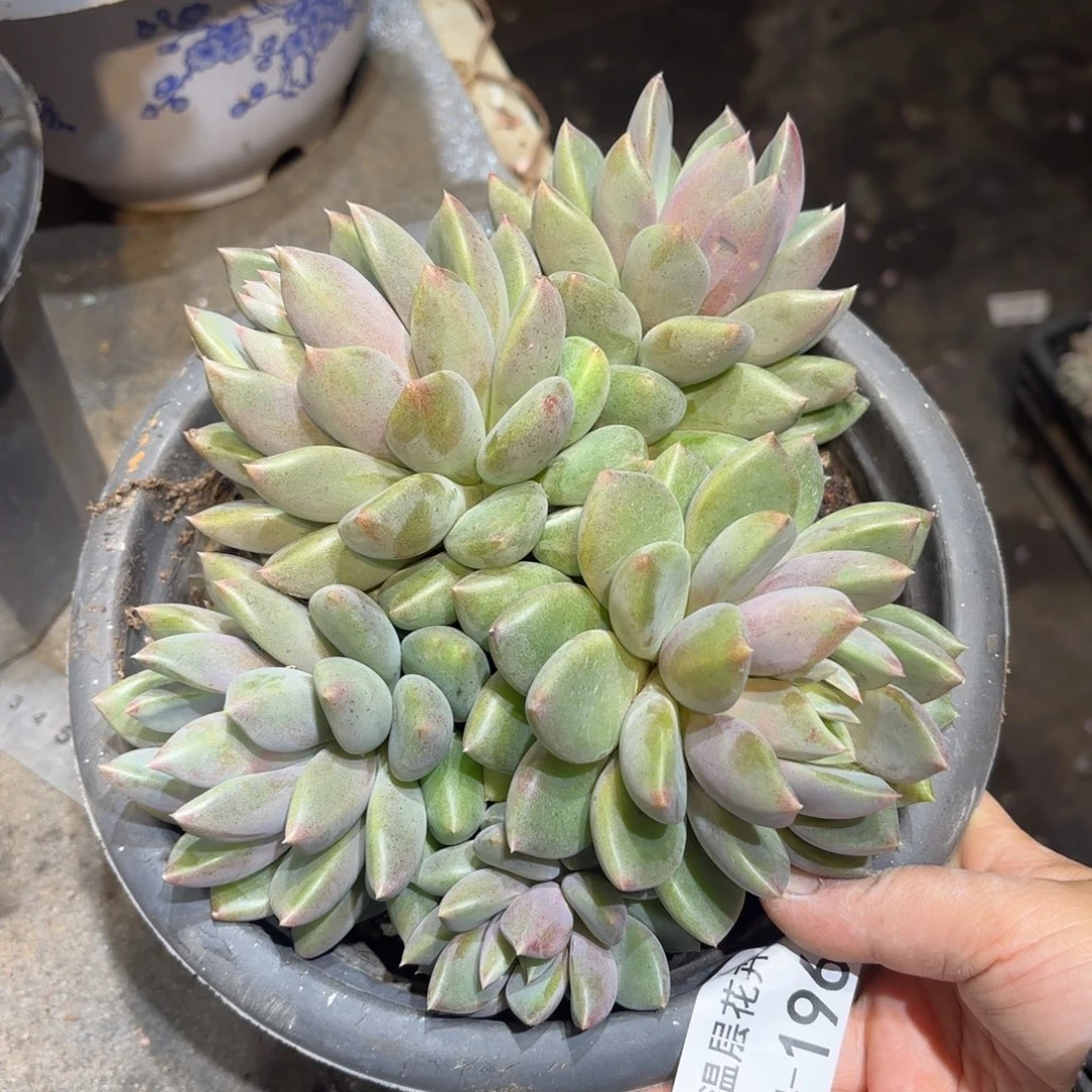 同温层多肉象牙196